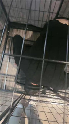 【小雅老师】狗笼圈养犬化绿帽前任【中】_HD绳艺资源